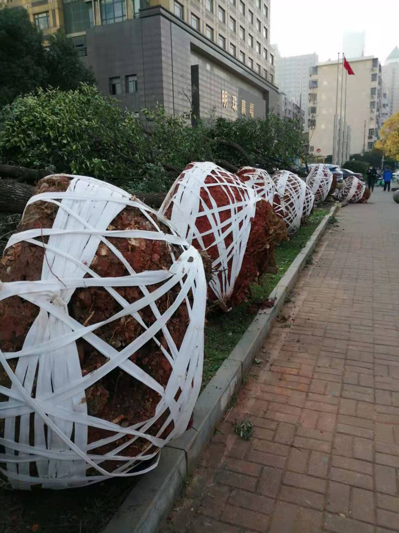 归属小区的市民广场绿化改造情况了解..